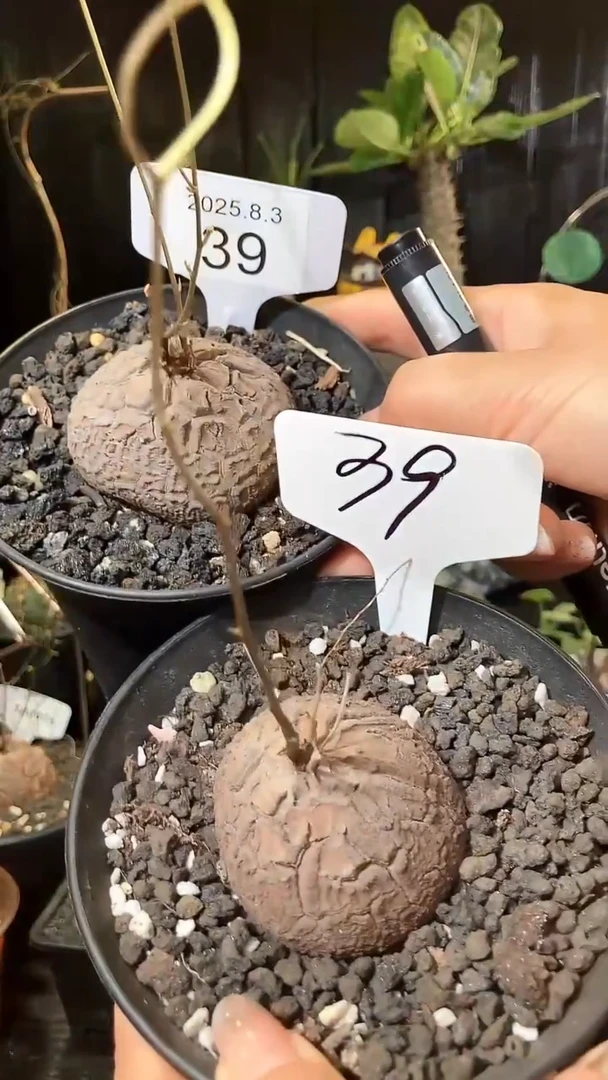 39号803福利南非龟甲龙买1个送1个