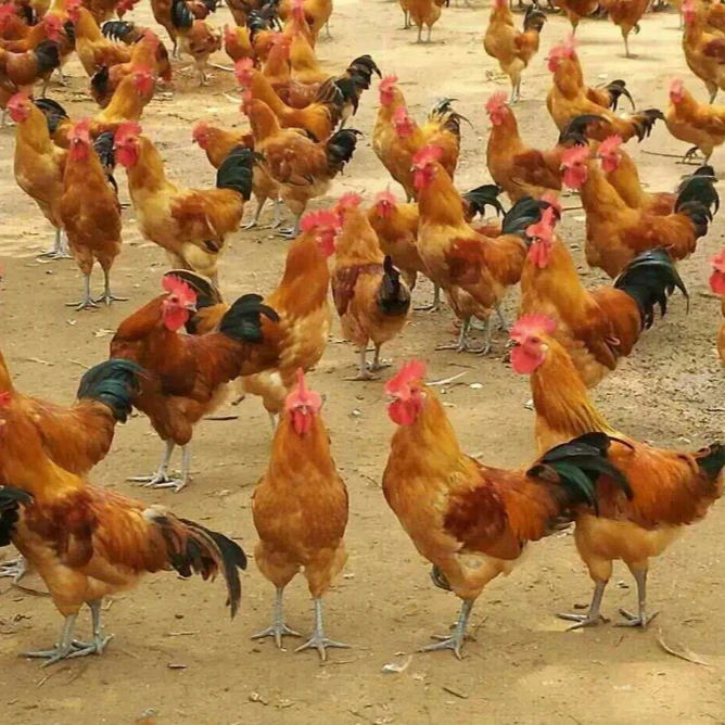 现杀散养土公鸡到手净重3斤左右