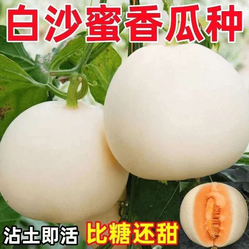 【满5元包邮】白沙密甜瓜种子薄皮甜瓜种子香瓜种籽春秋季庭院阳