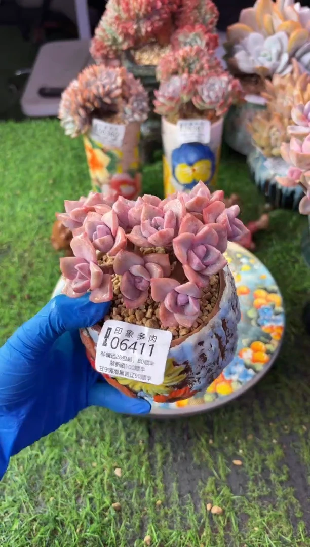昆明印象多肉06411