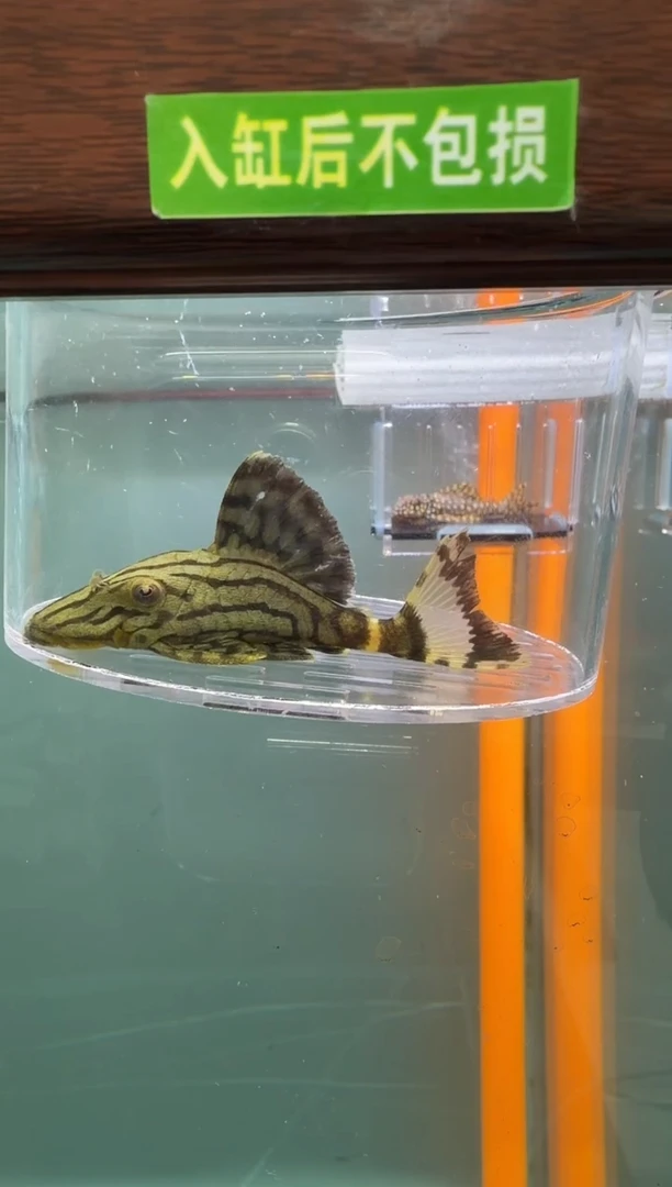 清道夫鱼120号191入缸不包损录制完整开箱视频8厘米