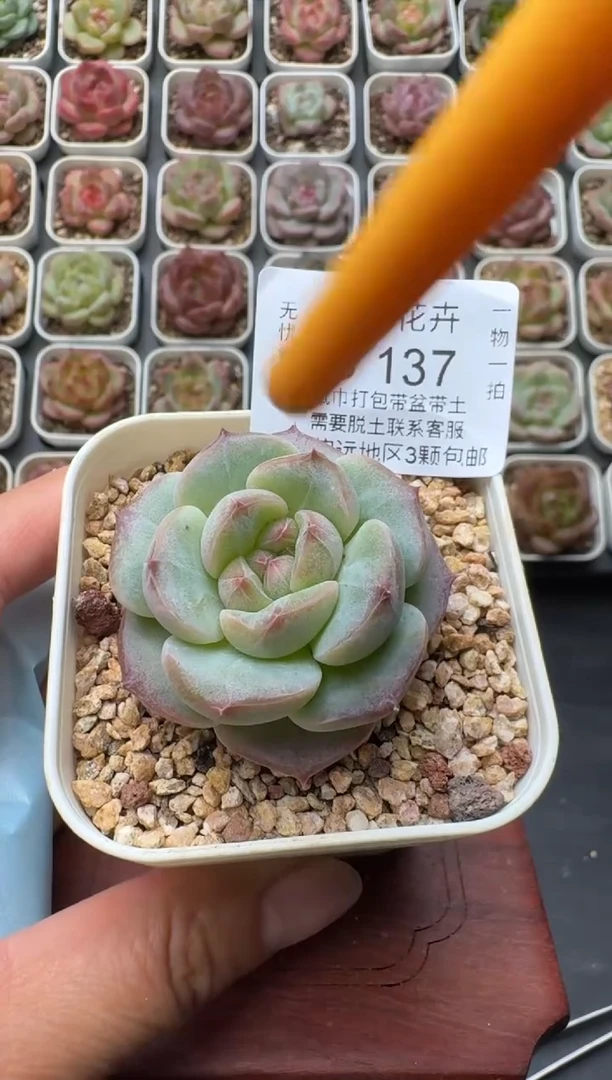 137S带盆土发 当场拍3颗以上包柚 多肉植物 一物一拍