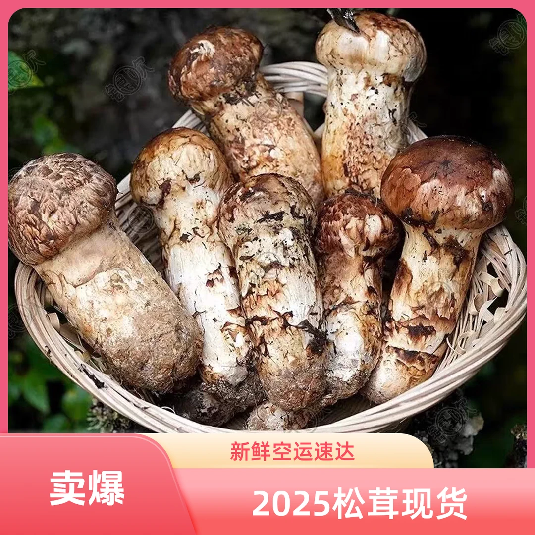 2025新鲜松茸现货雅江新鲜云南香格里拉松茸稻城松茸顺丰空运