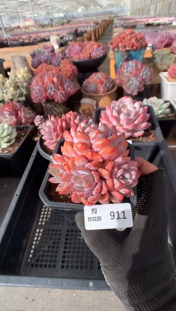 911梦露四头多肉