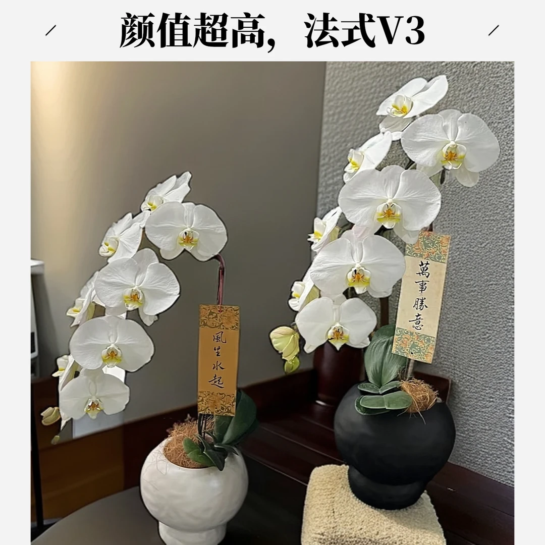 02【大白V3】法式颜值超仙欧品高端爆款蝴蝶兰