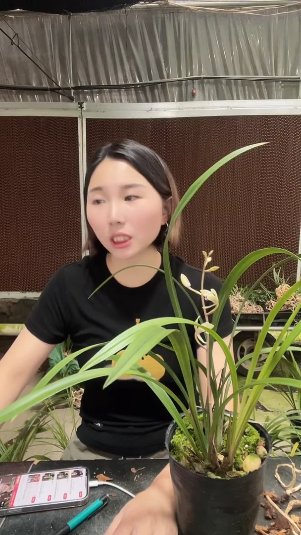 大部分开放少量花苞花仙子5苗带花苞