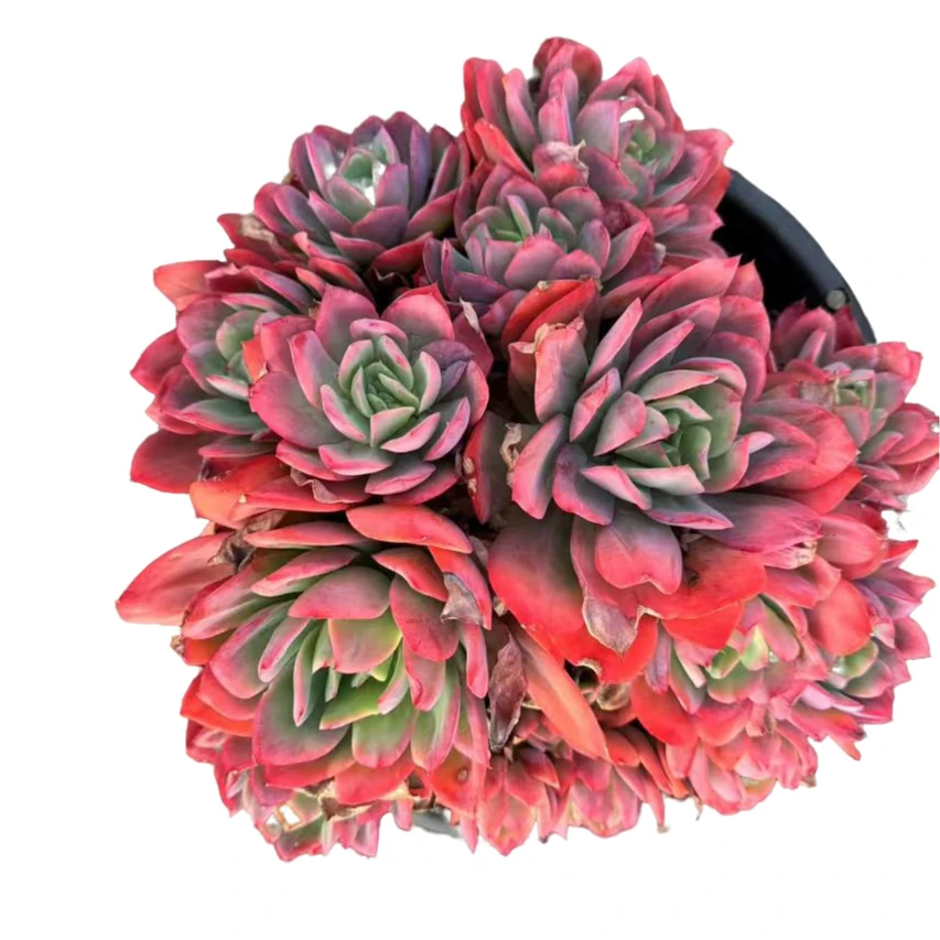 280绮罗仙子多肉植物精选发货种植售后基地自产自销摆放根系