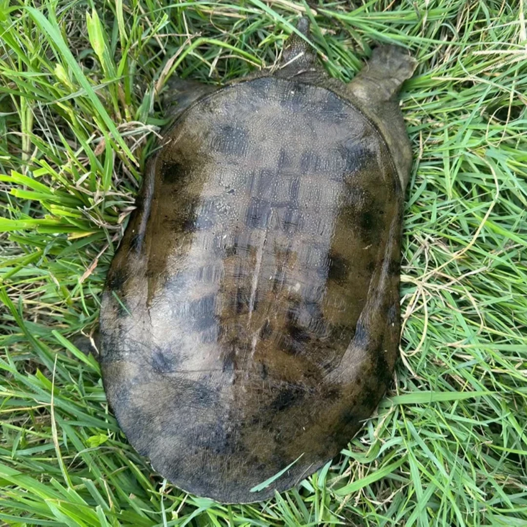 野生团鱼王家河土团鱼精品