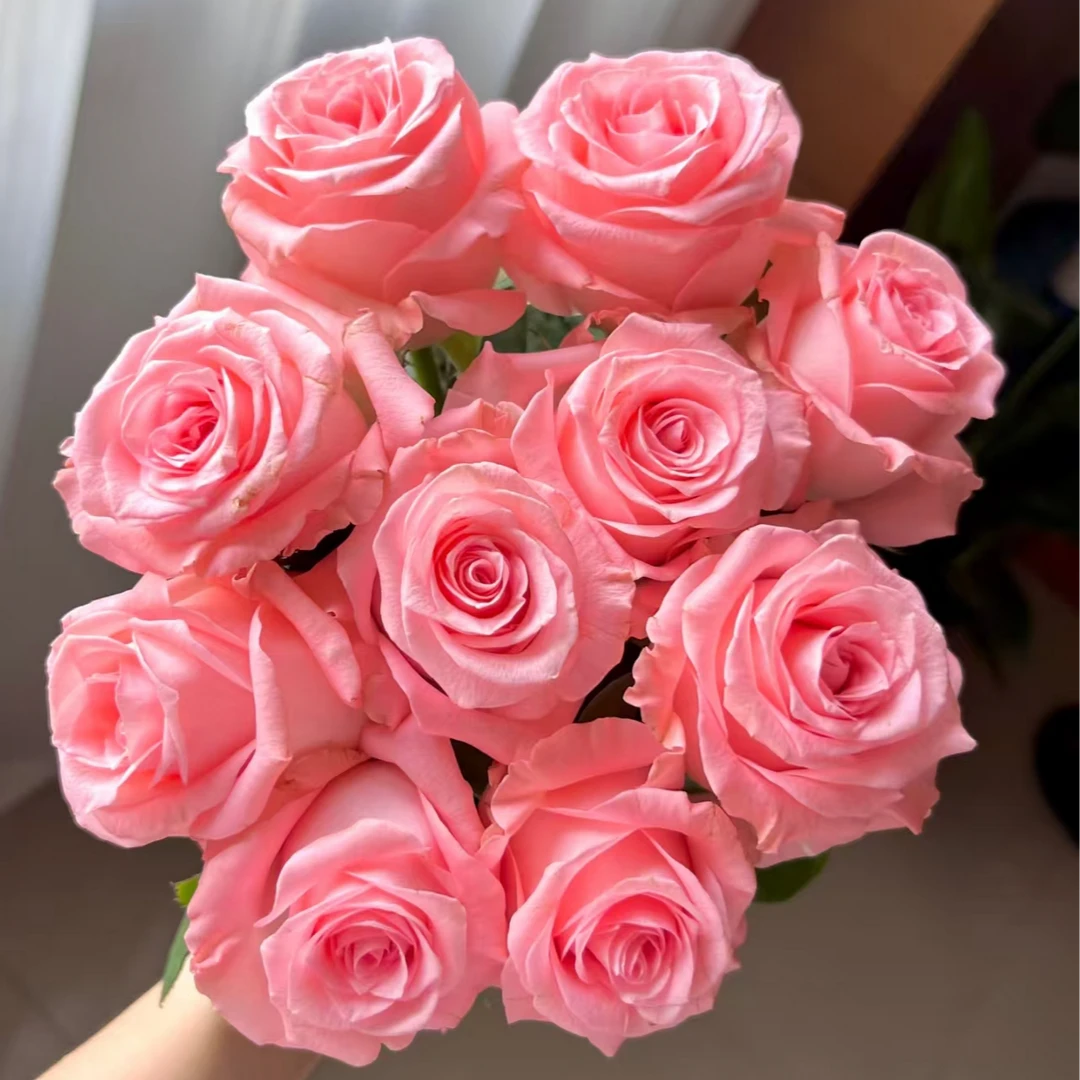 【戴安娜单头玫瑰】【叁叁专属】新鲜玫瑰花云南基地直发鲜花批发包邮