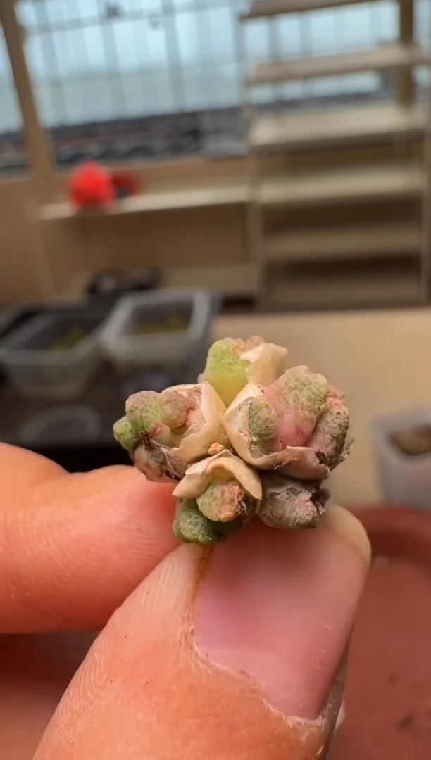 美丽的肉石头26-232