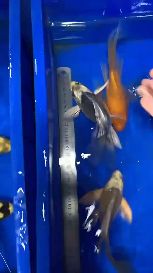 蝴蝶鲤鱼大****宝蝴蝶鲤直播选鱼专用链接 凭开箱视频售后
