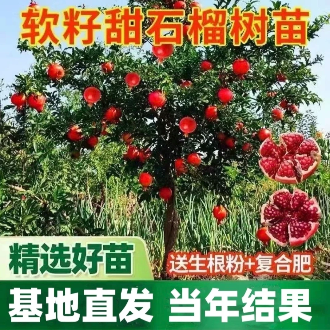 突尼斯软籽石榴树蒙阳红大果石榴一物一拍一物一选