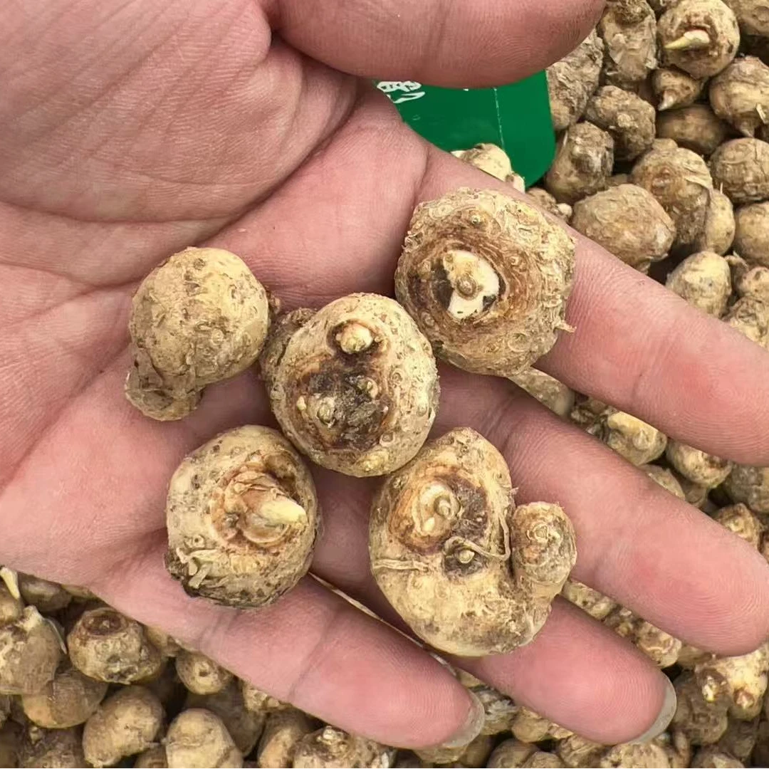 彩色马蹄莲【混色5粒1/3厘米小】-颜色随机