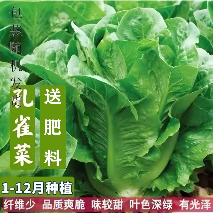 下单就发3包】孔雀菜种籽生吃脆甜高营养直立生菜春秋播种沙拉蔬菜