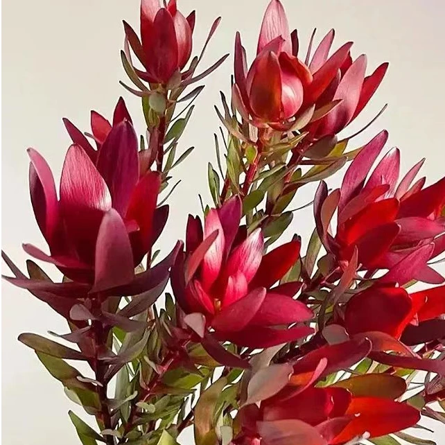 【顺丰一单包邮】宽叶木百合鲜花水培花期长可做干花夏季好养的鲜花