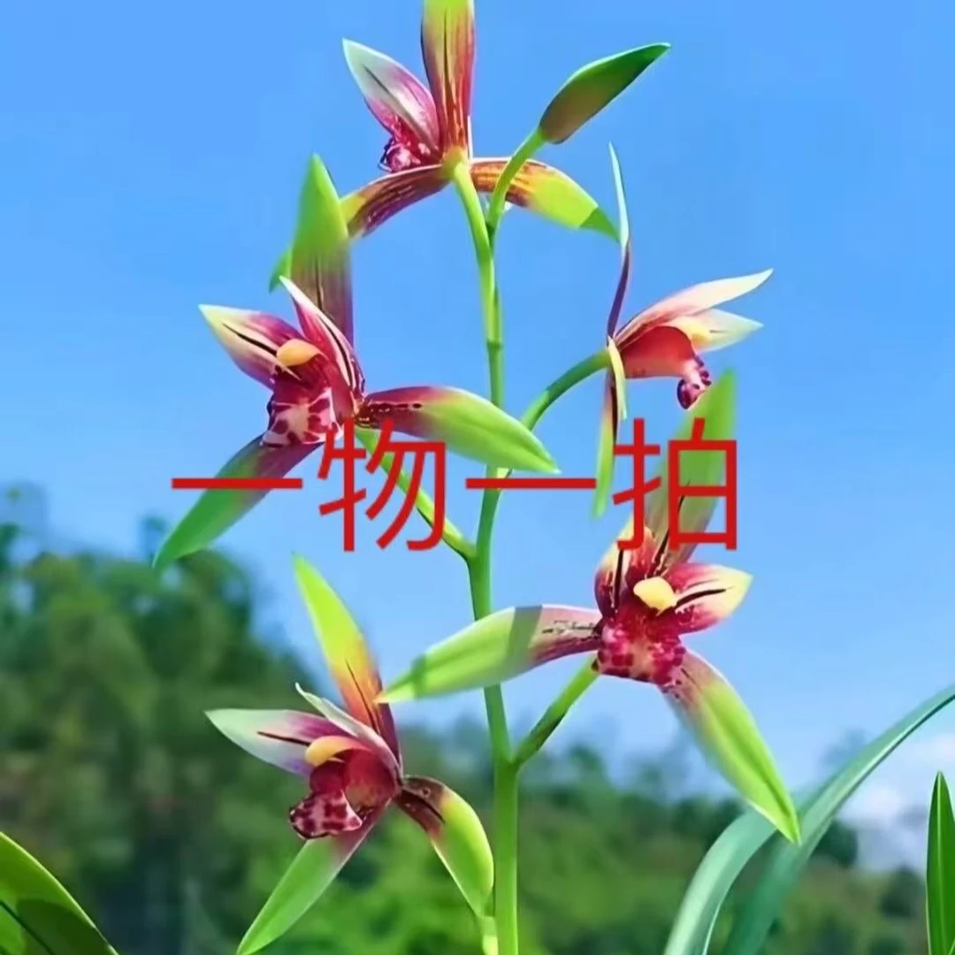 翁源精品兰花直播间一物一怕