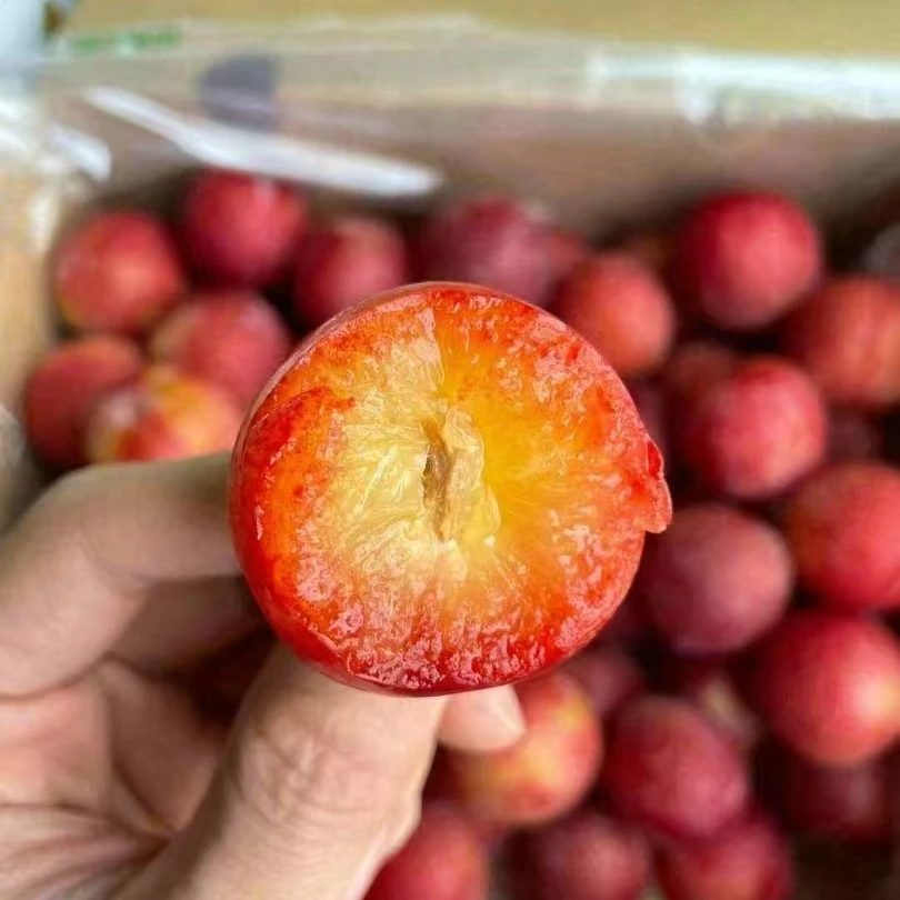 智利 3J  樱桃李