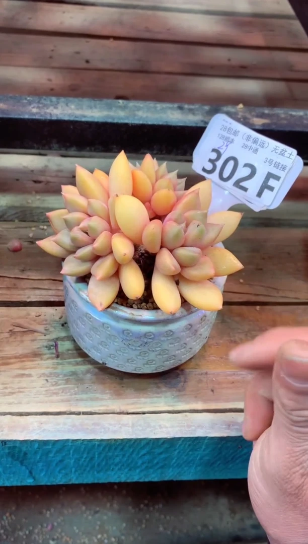 302F（一物一拍，精品多肉，w所见即所得 ）