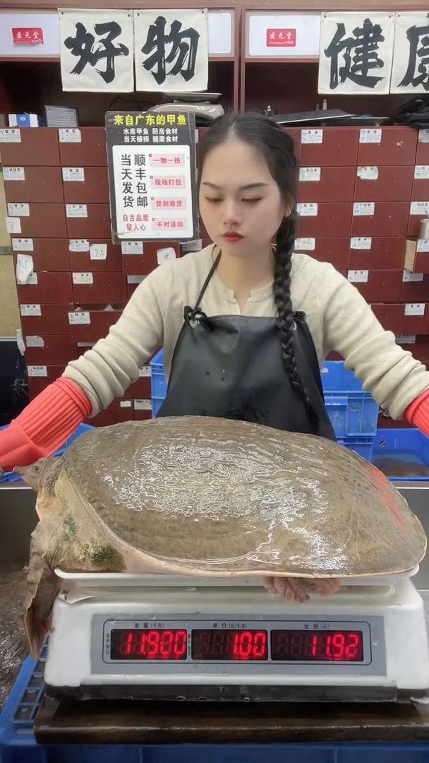 中国大陆强*11.9斤+12斤+11.4斤