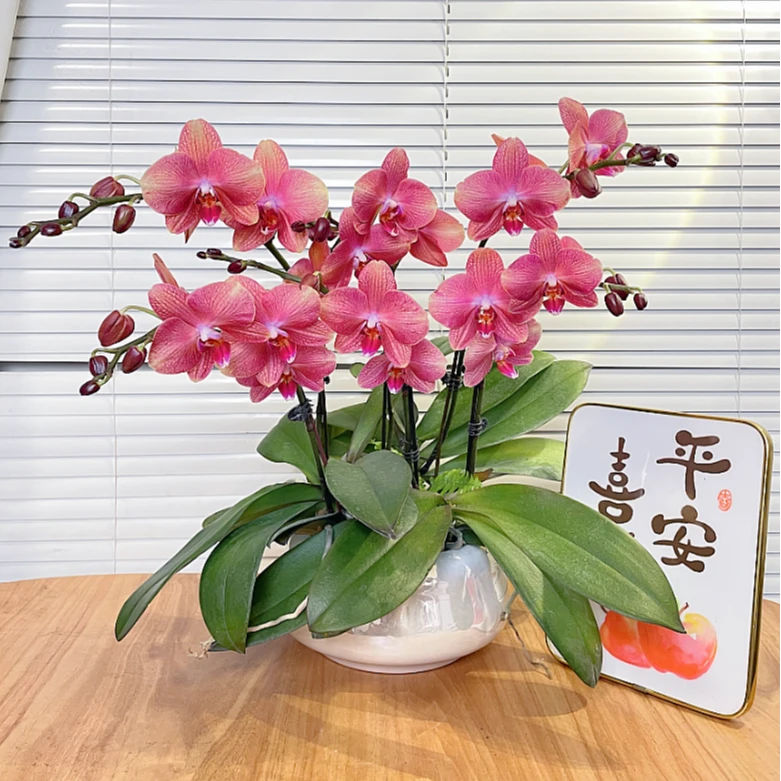 【三文鱼-蝴蝶兰】高端鲜花 花期长 送礼 家居摆件 基地直发