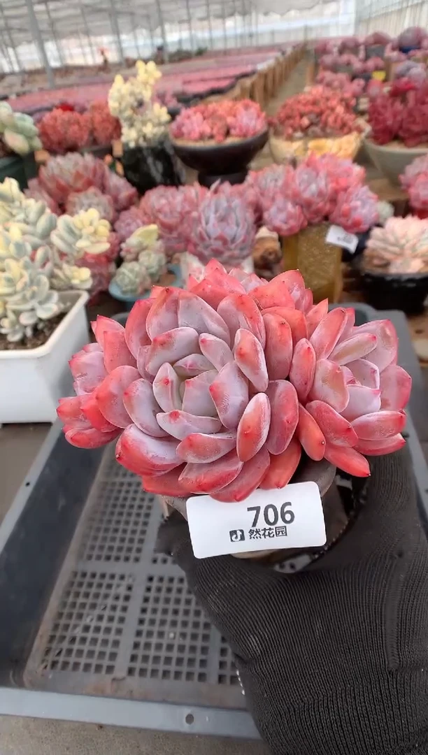 706橙子一物一拍多肉植物