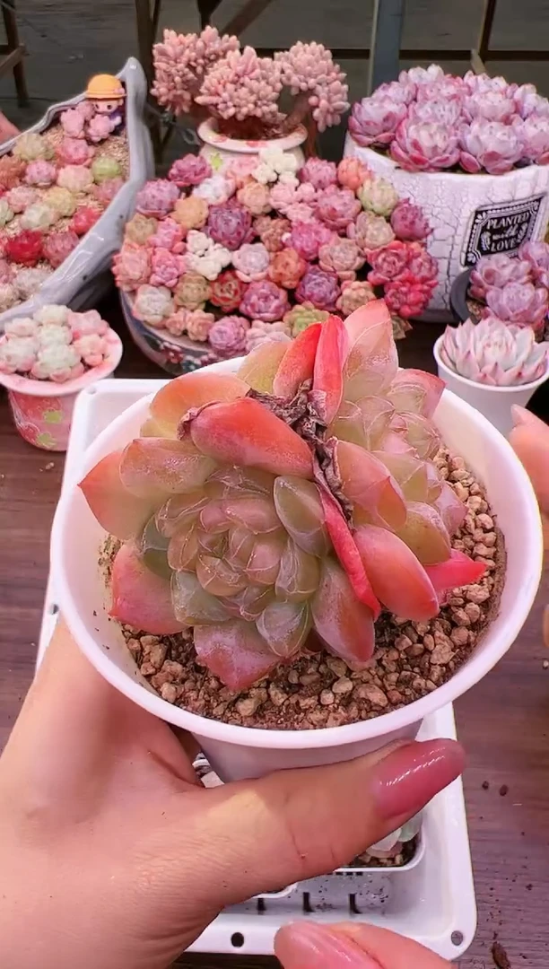 群生大理石一颗