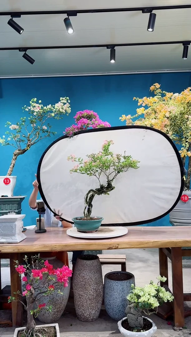 全部花朵小斑叶丽人三角梅