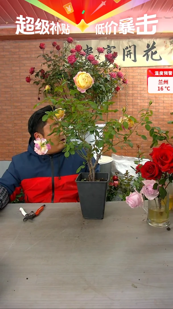 当前无花朵，栽培后可花朵莫奈