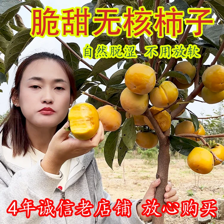 柿子树苗 脆甜柿子  火晶柿子 盆栽地种 南方北方种植
