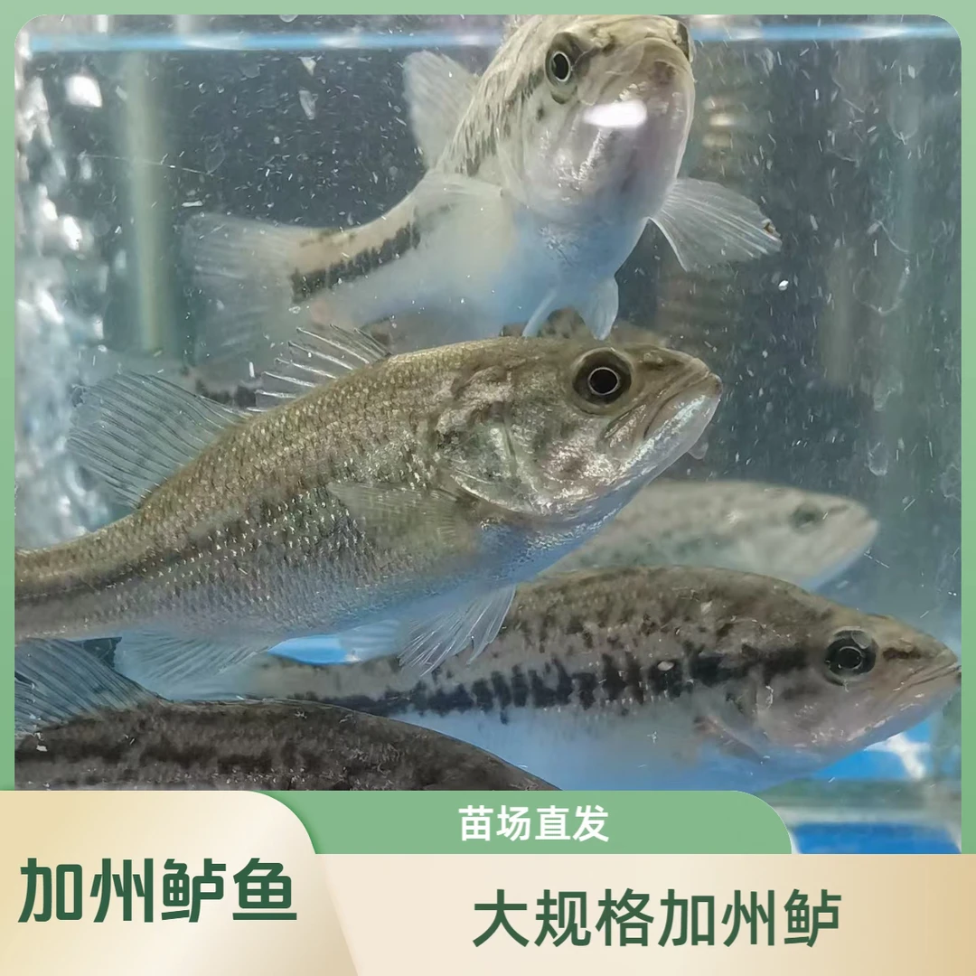 贵州大规格鲈鱼苗淡水鲈鱼路亚凶猛养殖鱼
