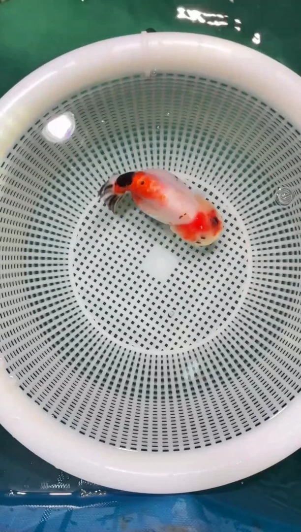 金鱼奶牛奶花三色兰寿