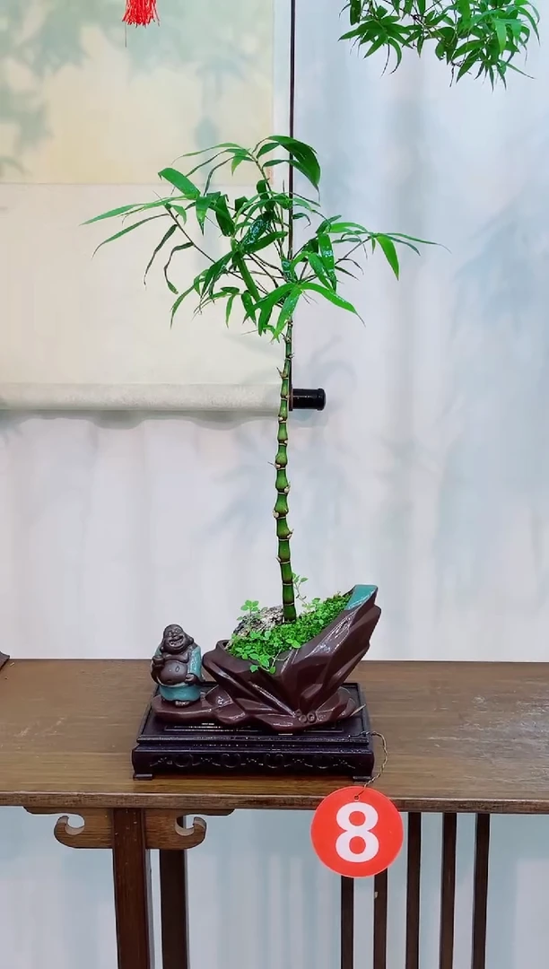 无花朵室内观赏竹盆景