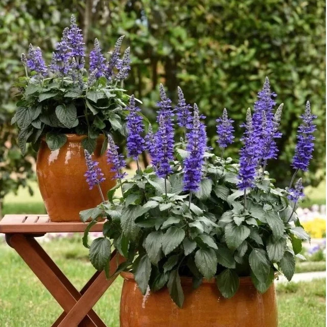 【物1拍】大炫蓝鼠尾草一加仑盆栽---耐热耐寒多年生花镜植物