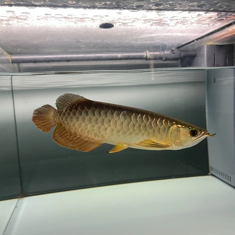 新加坡观赏鱼 金龙鱼