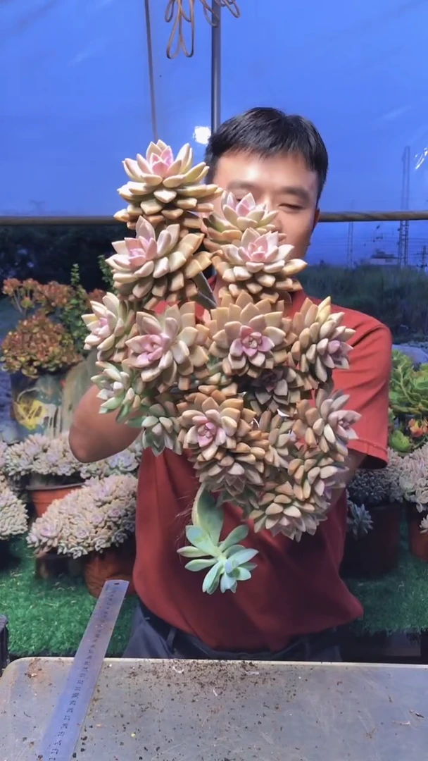 117淡雪缀化一物一拍