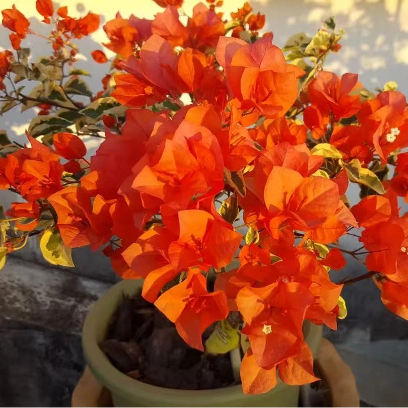 带花或者带花苞【橙冰】【粗杆】【包售后一个月】【包对版】三角梅