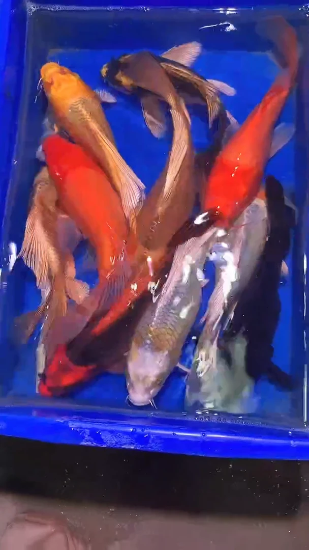 蝴蝶鲤鱼蝴蝶鲤直播选鱼专用链接 凭开箱视频售后