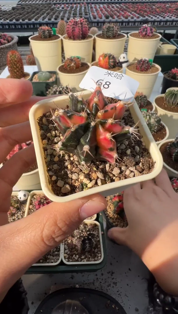 68好看的米哈冲冲冲 泰国实生