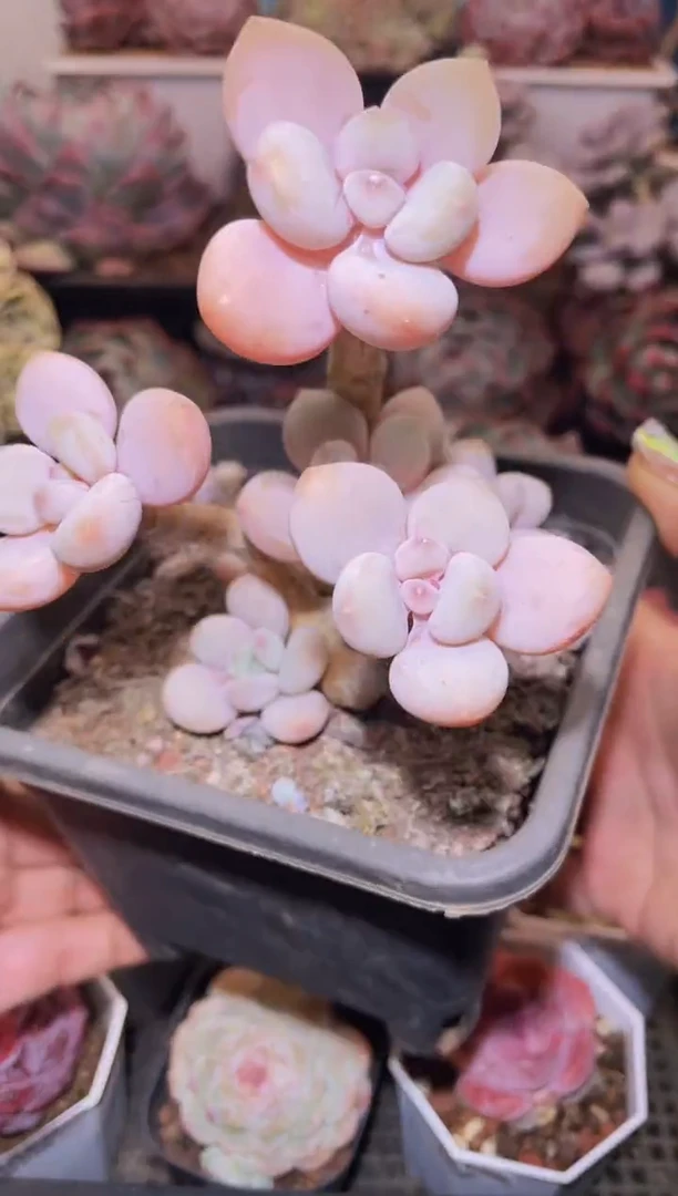 【闪购商品】366粉洛