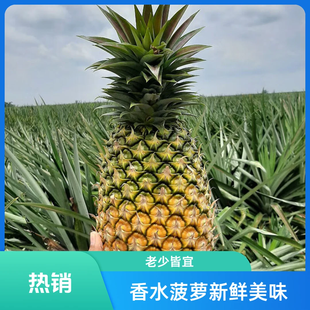 次日达/香水菠萝应季新鲜热带水果非金钻凤梨次日达/老少皆宜/坏果包赔