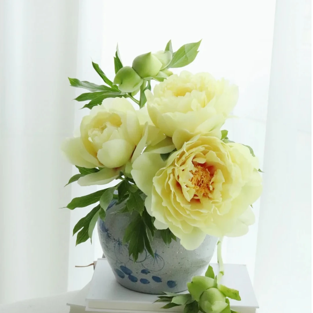 重瓣芍药【巴茨拉】鲜切花瓶插花优选 顺丰包邮