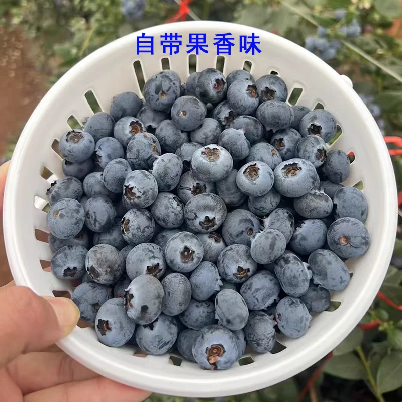 （昌美蓝莓)花香蓝莓特大果18-22mm脆甜多汁孕婴辅食水果  12盒