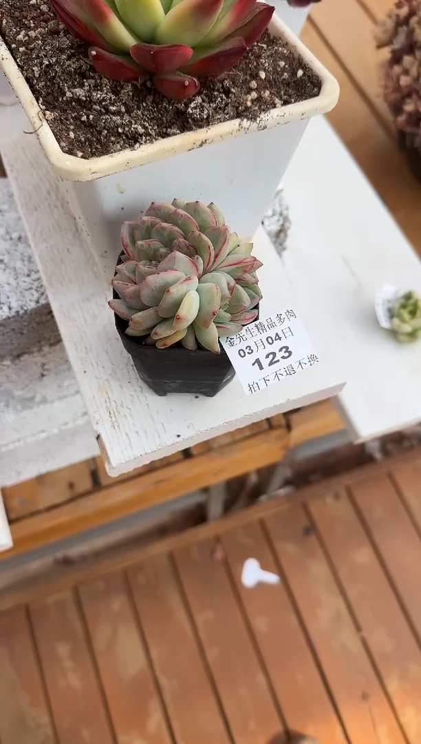 【闪购商品】0304-123长相思带缀70（唧唧歪歪