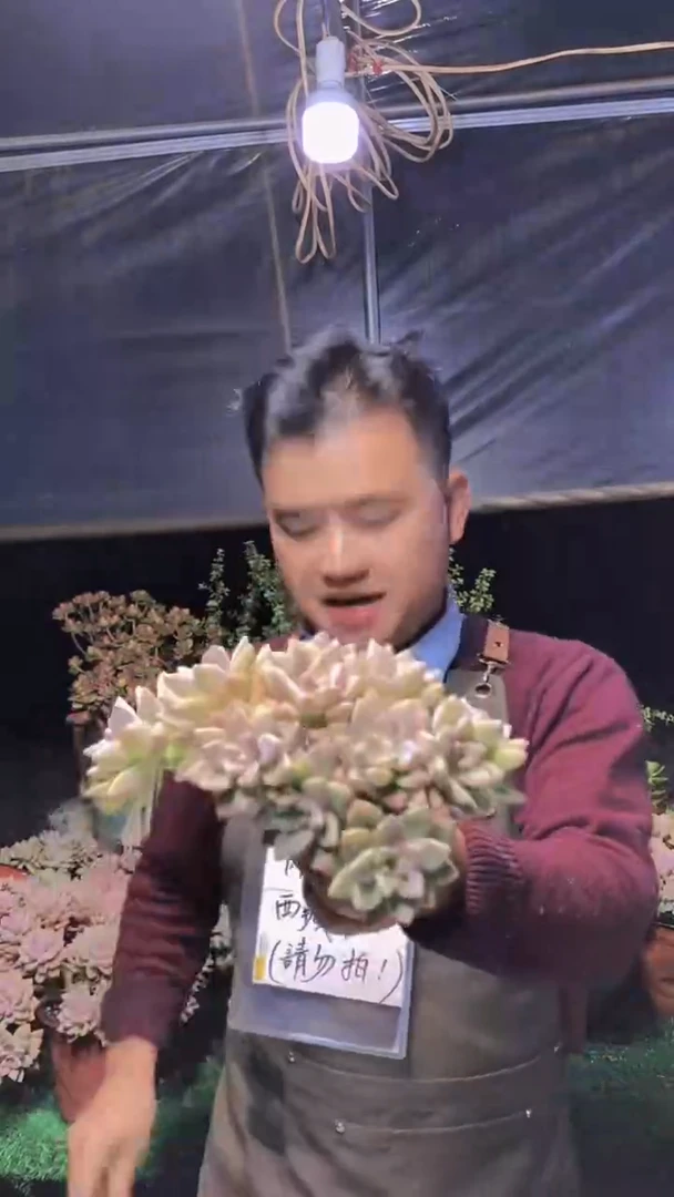 128淡雪缀化一物一拍