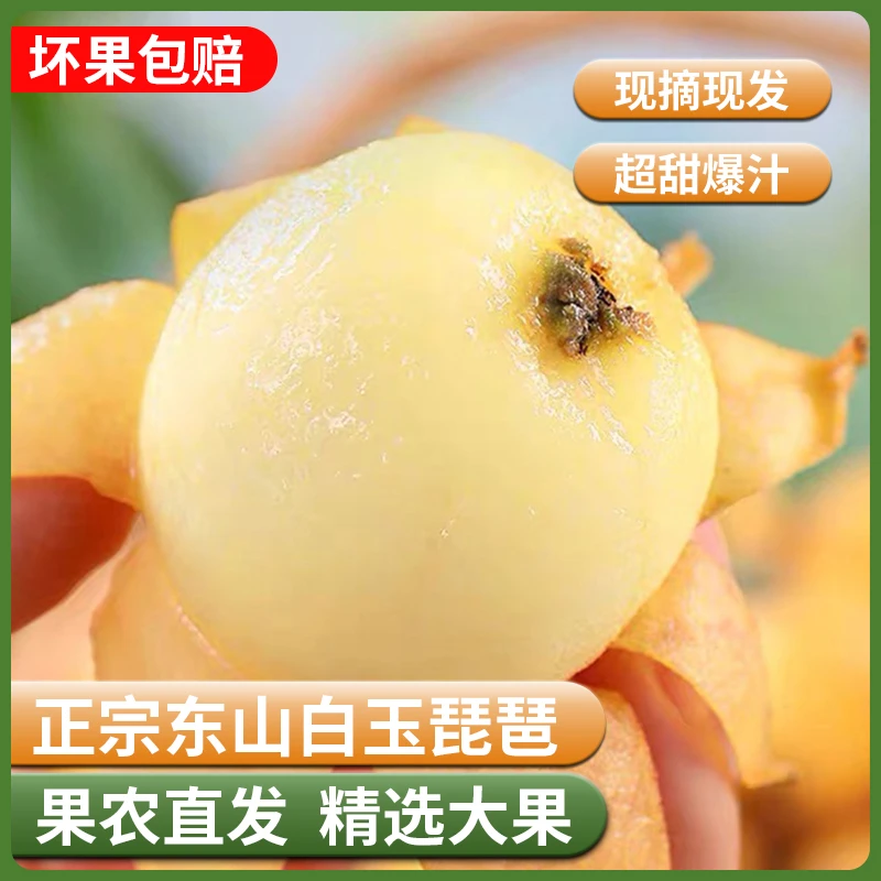 【大果】苏州正宗东山白玉枇杷当季新鲜水果果园直发礼盒装