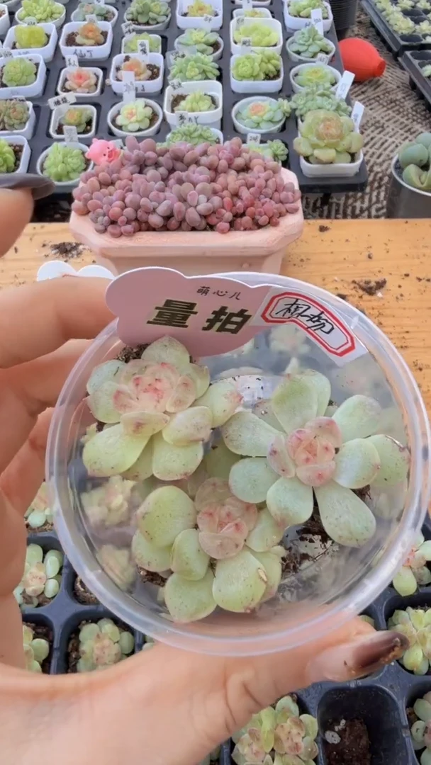 相柳单双混 3颗量拍多肉植物 满9.9包邮