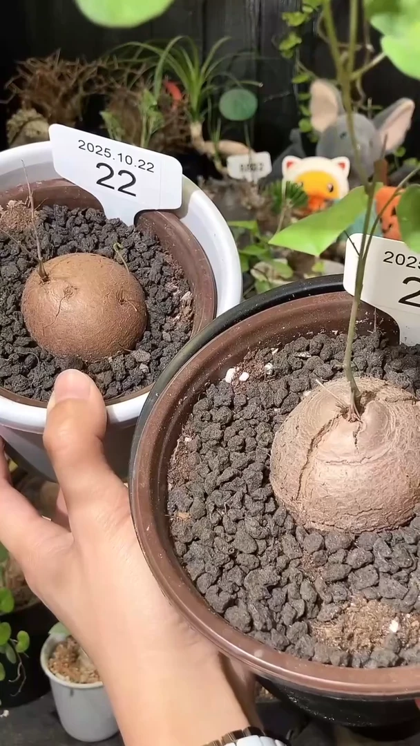 22号1022福利特价南非龟甲龙套餐