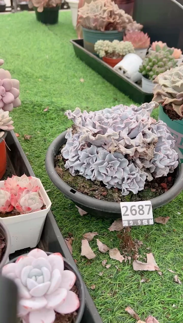 【闪购商品】信福多肉一物一拍