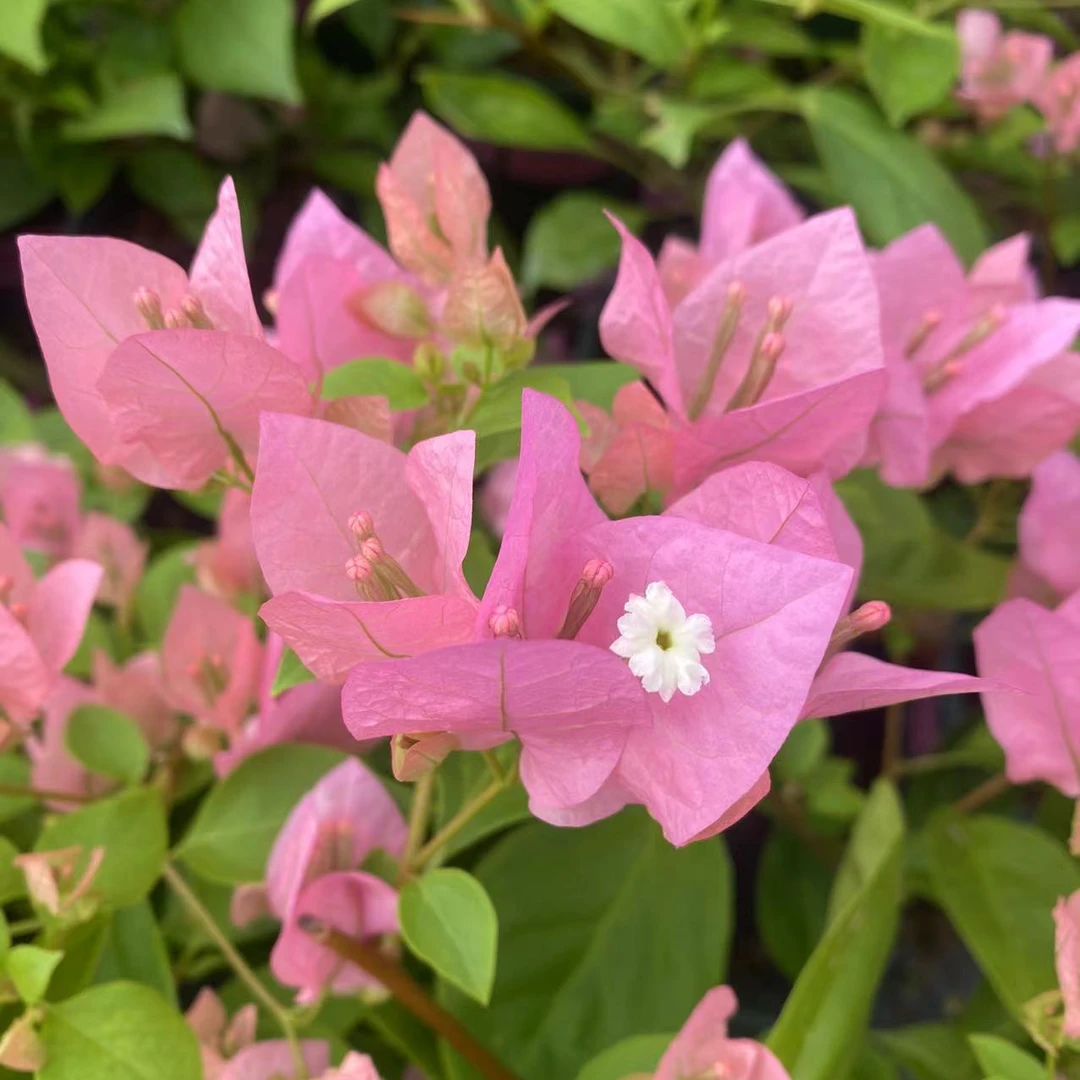 【橙粉公主】落花落叶介意慎拍，复花快原生一加仑三角梅!