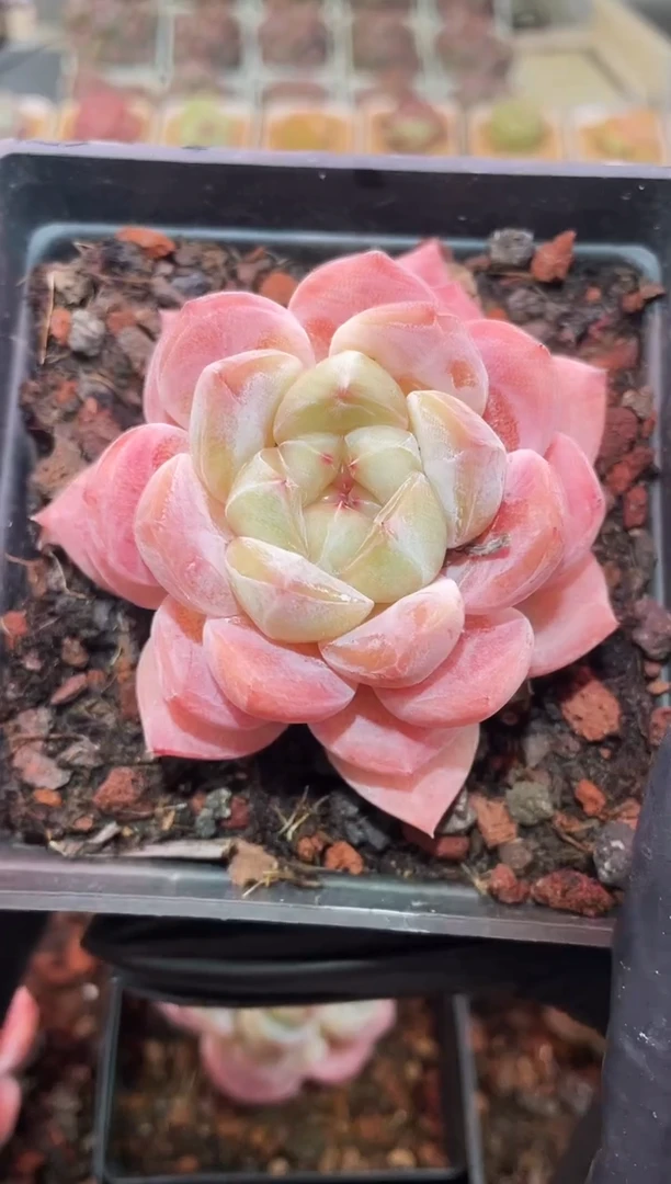 闪购700 糖衣炮弹多肉一颗  4.5-5厘米